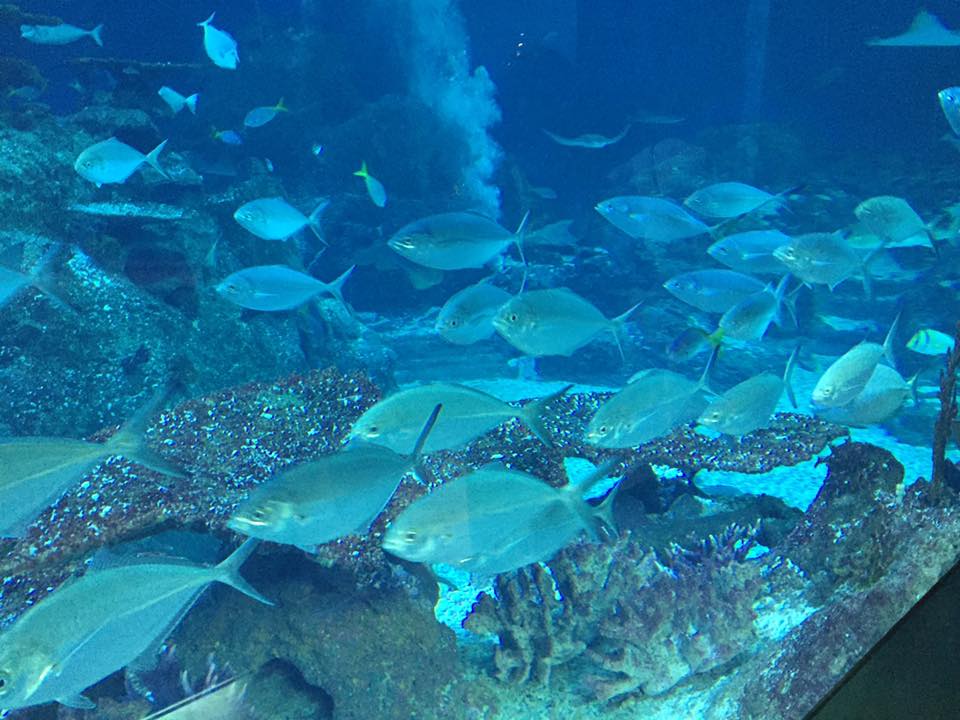 Visit an Aquarium in Singapore