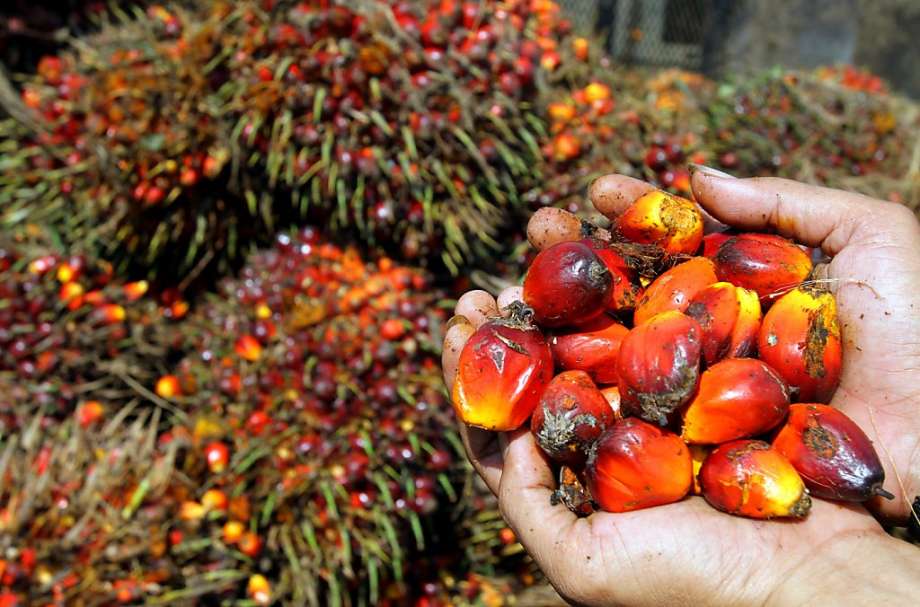 mondelez palm oil greenpeace