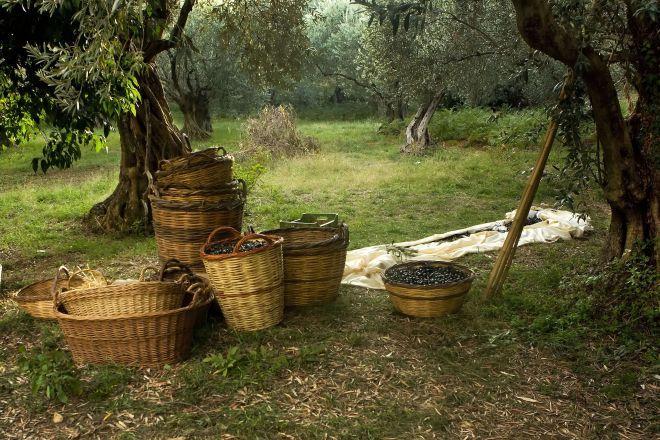 https://rankz.io/app/static/media/orderImage/blog/2020/09/24/harvested-olives_Greece-1-1.jpg