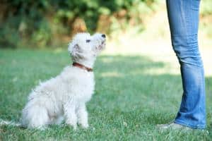 Dog Training 101: How To Train Your New Puppy