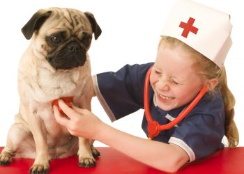 How To Give First Aid For Dogs