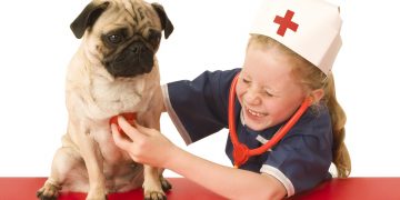 How To Give First Aid For Dogs