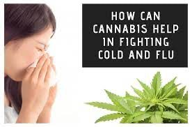 HOW CAN CBD HELP DURING COLD AND FLU SEASON?