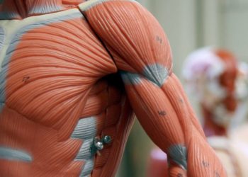 Prescribed process for better functioning of muscles