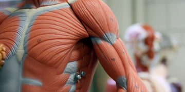 Prescribed process for better functioning of muscles