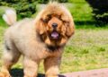 Tibetan Mastiff Excessive Barking: Why It Happens & How To Control It 2 Tibetan Mastiff Excessive Barking: Why It Happens & How To Control It