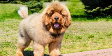 Tibetan Mastiff Excessive Barking: Why It Happens & How To Control It