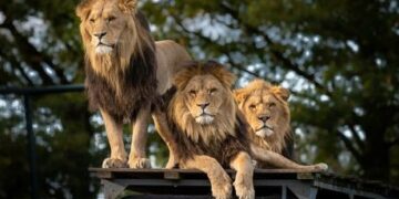 Untamed Wildlife Safari Adventures: Getting Up Close with Nature's Extraordinary Creatures