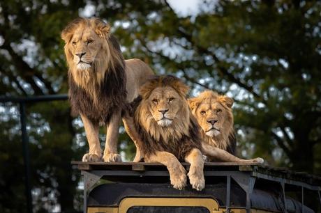 Untamed Wildlife Safari Adventures: Getting Up Close with Nature's Extraordinary Creatures