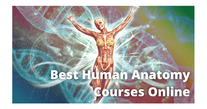 Finding the Ideal Self-Paced Anatomy and Physiology Course Online